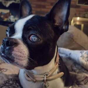 amanda Fansler-DeLuca